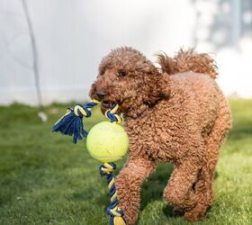 How Much Exercise Does a Labradoodle Need?