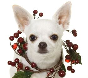 Is Holly Poisonous to Dogs?