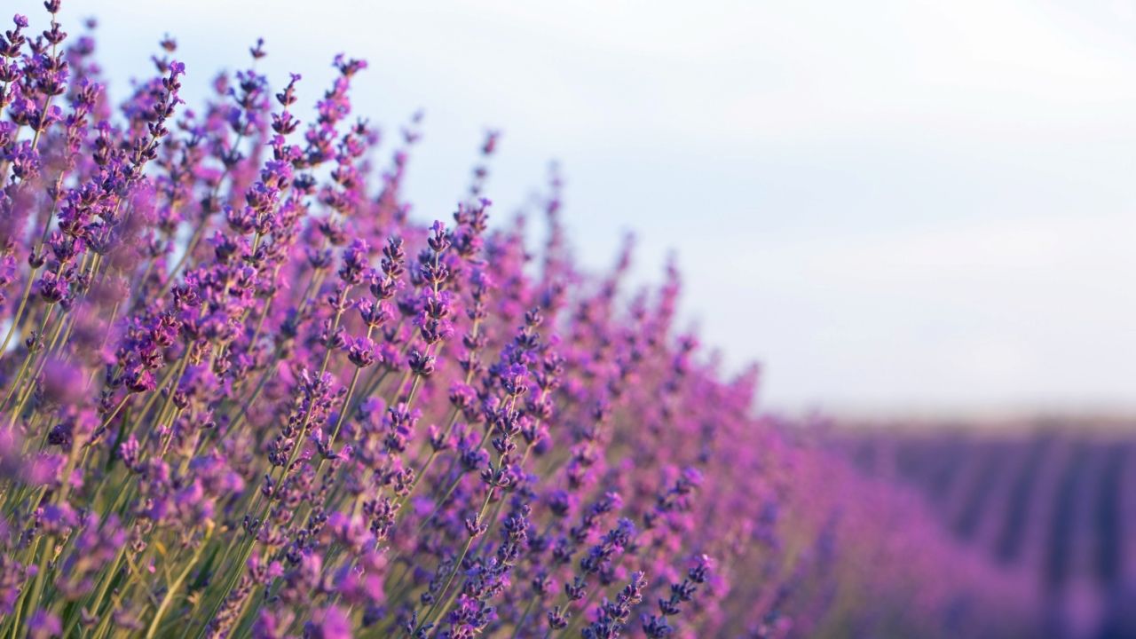 Las baterías de sodio-azufre no pueden competir con las de litio ¿o sí? El aceite de lavanda puede cambiar eso