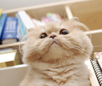 Cat sitting on shelf