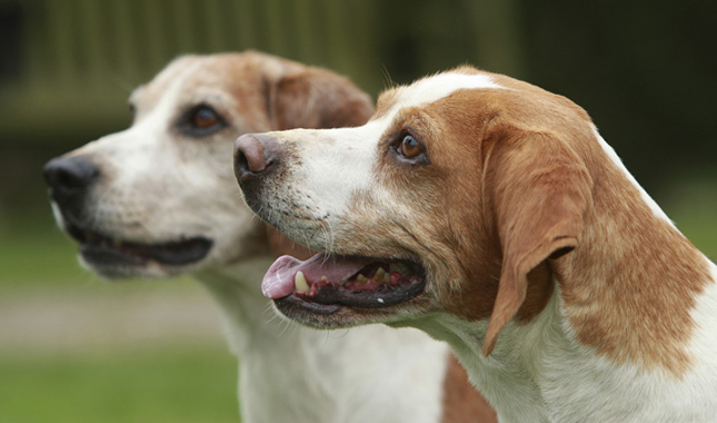 Two Beagles Side View