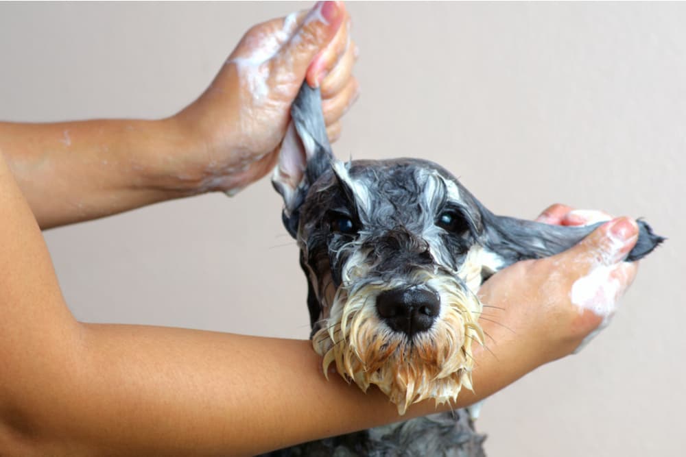 All the Reasons Your Dog’s Ears Smell