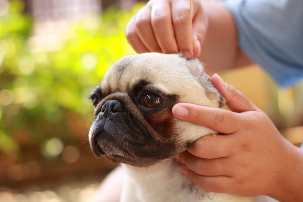 pet owner cleaning dog's ears