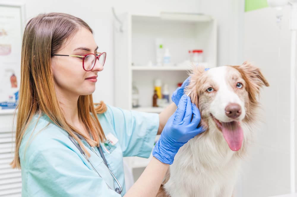 Veterinarian cleaning dogs ears