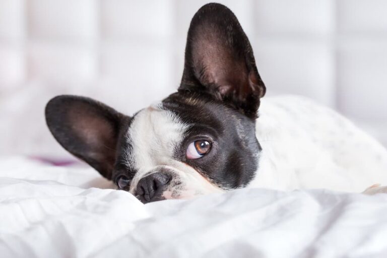 dog with big ears