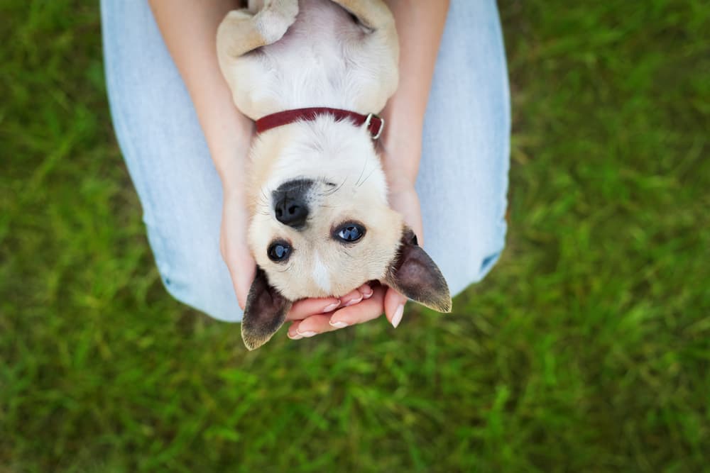 dog with big ears on woman's lap