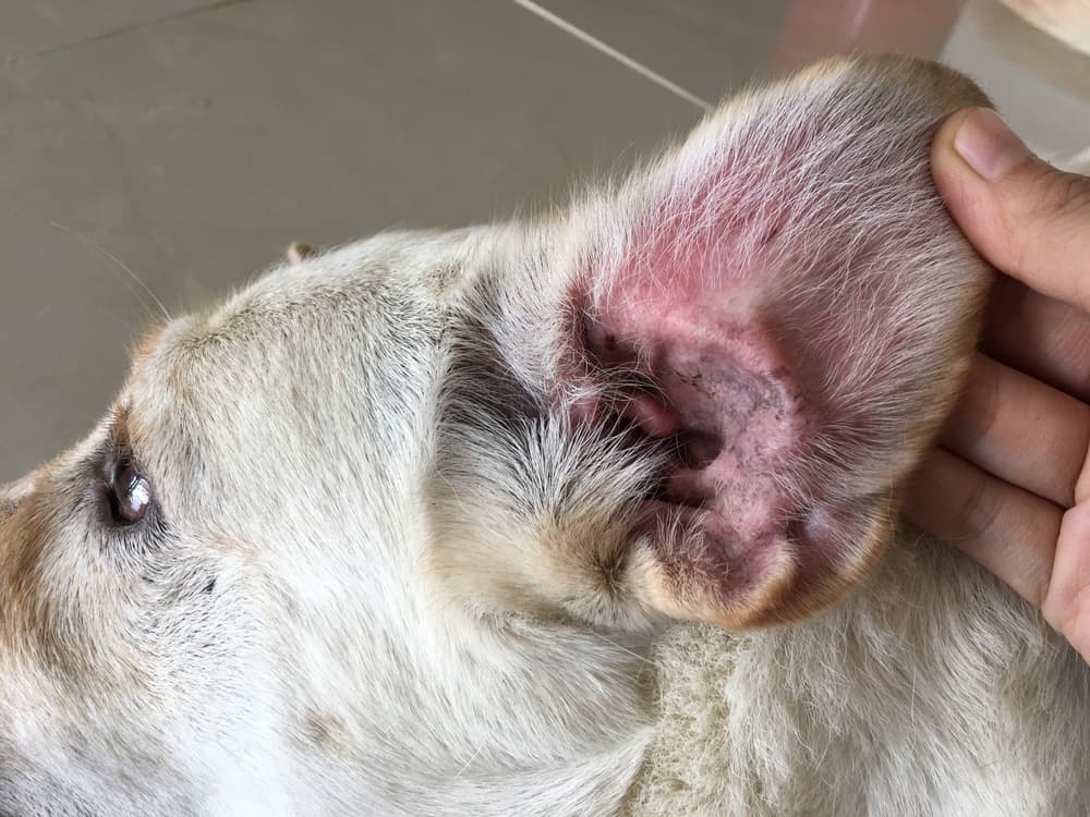 Dog with ear infection and smelly ears