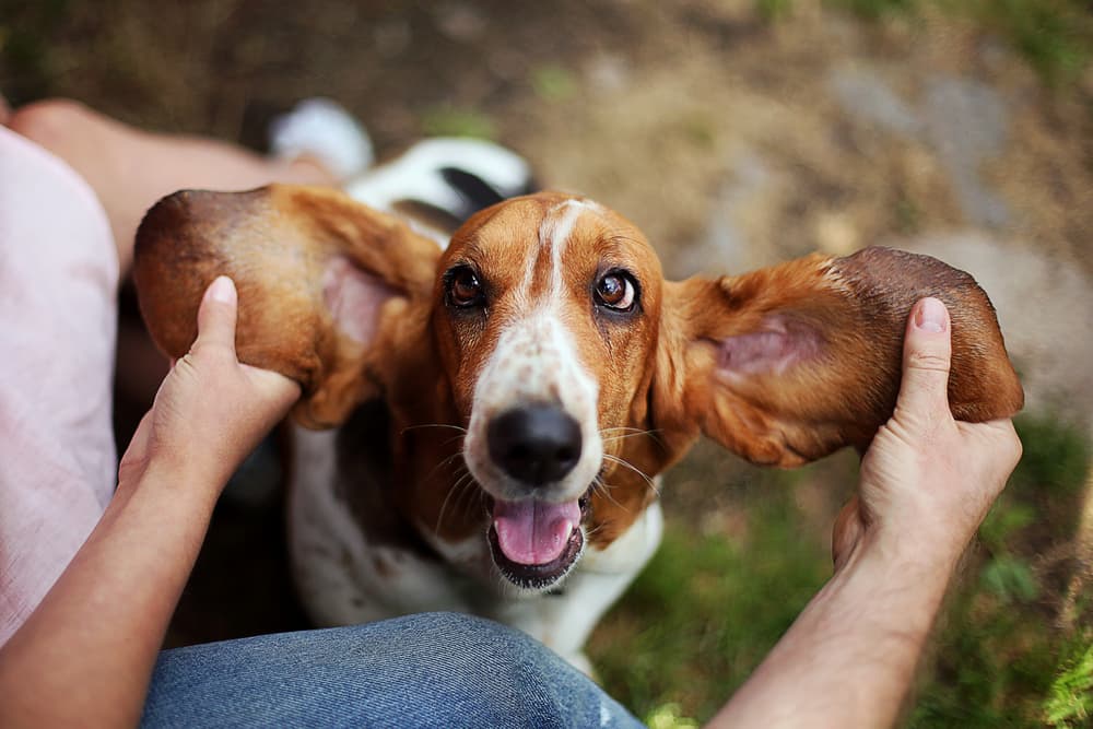 Basset hound with ears being held out