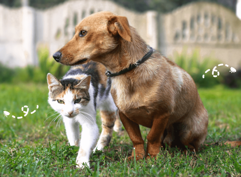 Pet Parasite Prevention Guide