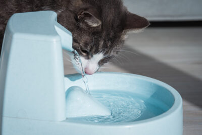 Water Additive for Cats: Benefits and Uses