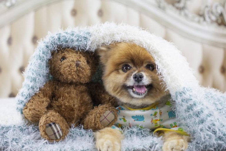 Teddy bear Pomeranian