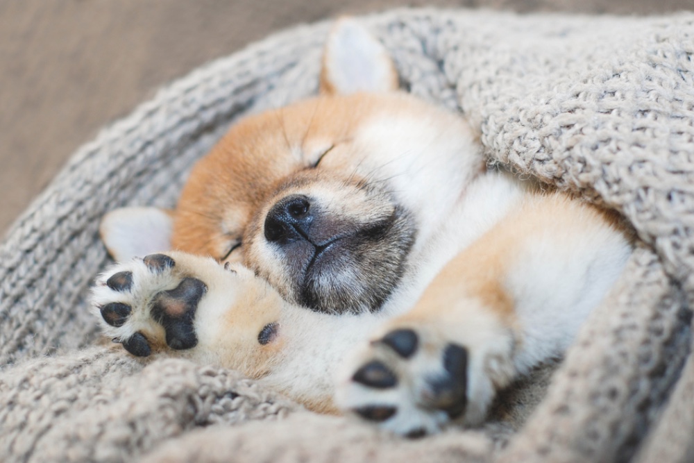 Sleeping Dog Images: 26 of the Cutest Pics