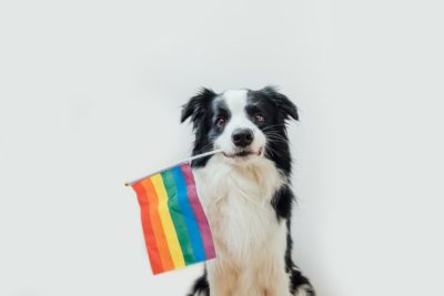 30 Pictures of Dogs Celebrating Pride Month￼