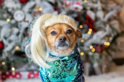 20 Hilarious Dogs in Wigs That Make Us Lose It