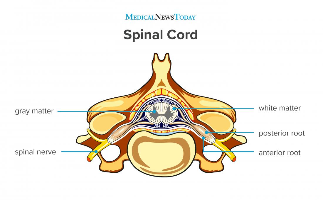 Anatomy Of Spine image.