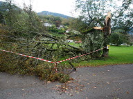 Un tilleul victime de la tempête Kirk 