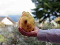 Des coings de plus de 1 kg récoltés ! Un record du monde ?