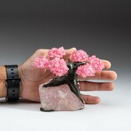 Small Genuine Rose Quartz Clustered Gemstone Tree on Rose Quartz Matrix // The Eternal Love Tree