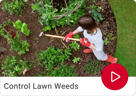 Control Lawn Weeds