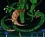 Shenlong