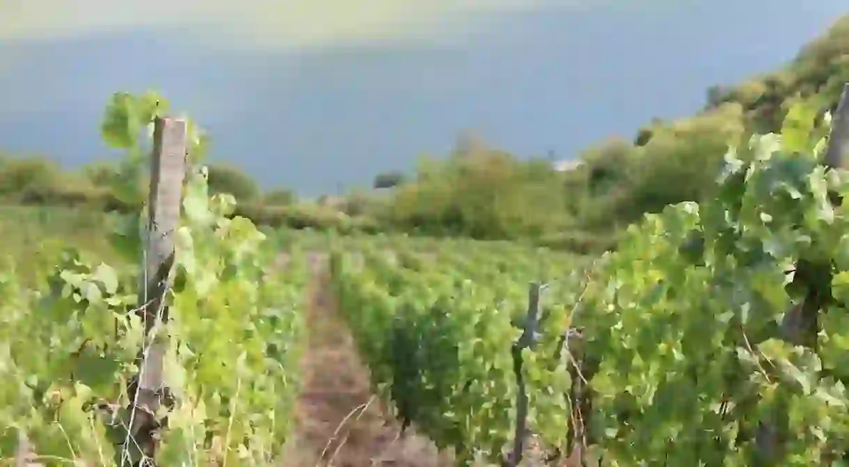 Vines in the Moselle region