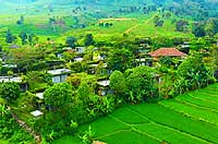 Tea Garden Resort, Healing di Tengah Kebun Teh Subang