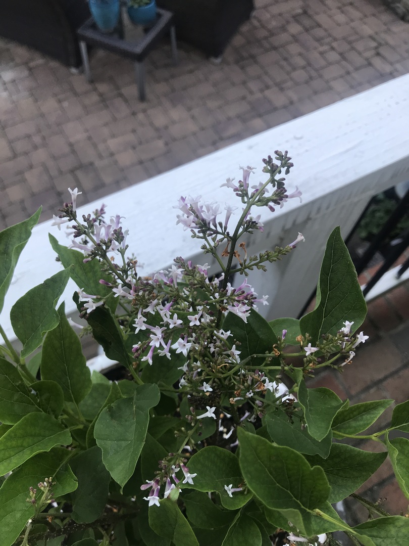 Love my sweet little Dwarf Korean Lilac