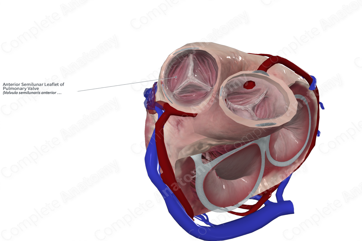 Anterior Semilunar Leaflet of Pulmonary Valve