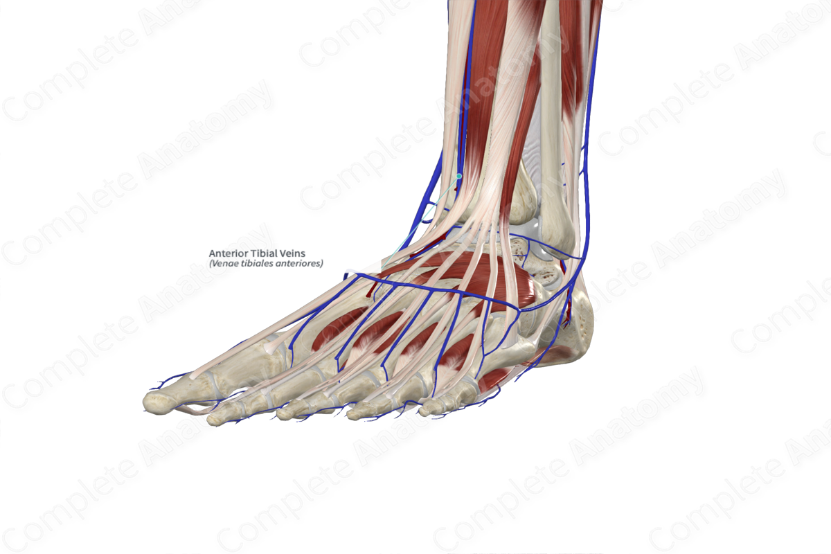 Anterior Tibial Veins 