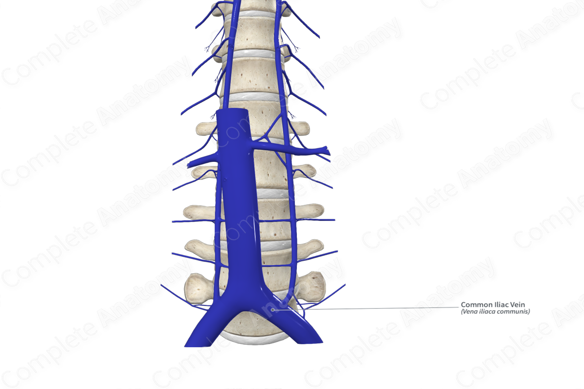 Common Iliac Vein 