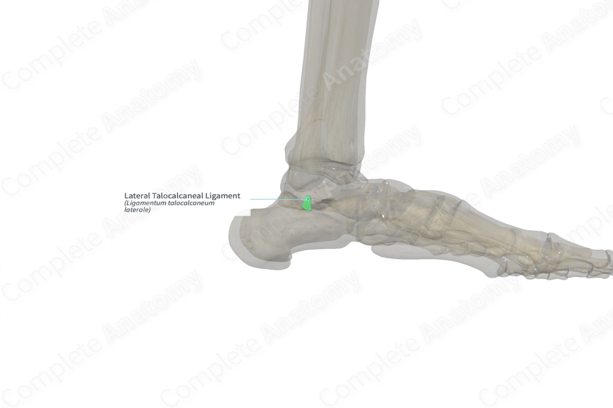 Lateral Talocalcaneal Ligament (Left)