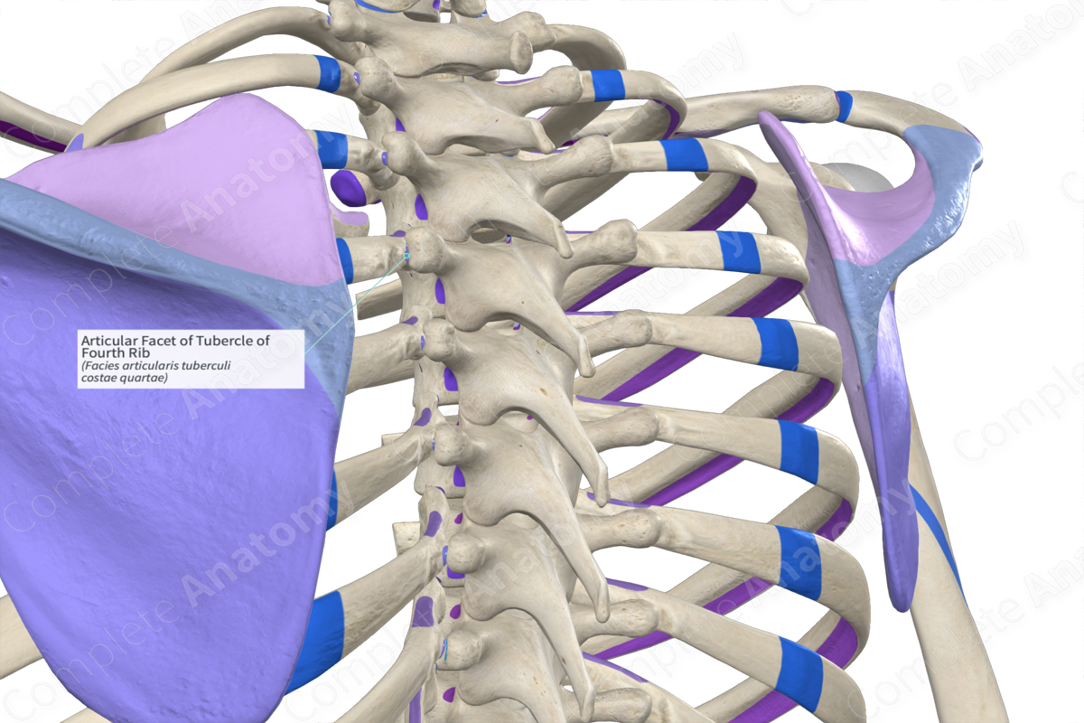 Articular Facet of Tubercle of Fourth Rib