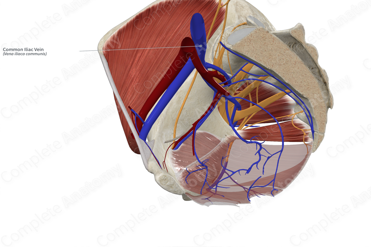 Common Iliac Vein 