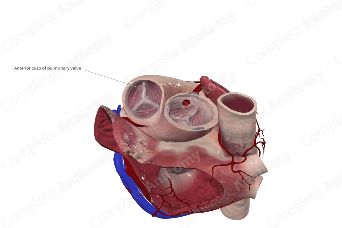 Anterior Semilunar Leaflet of Pulmonary Valve