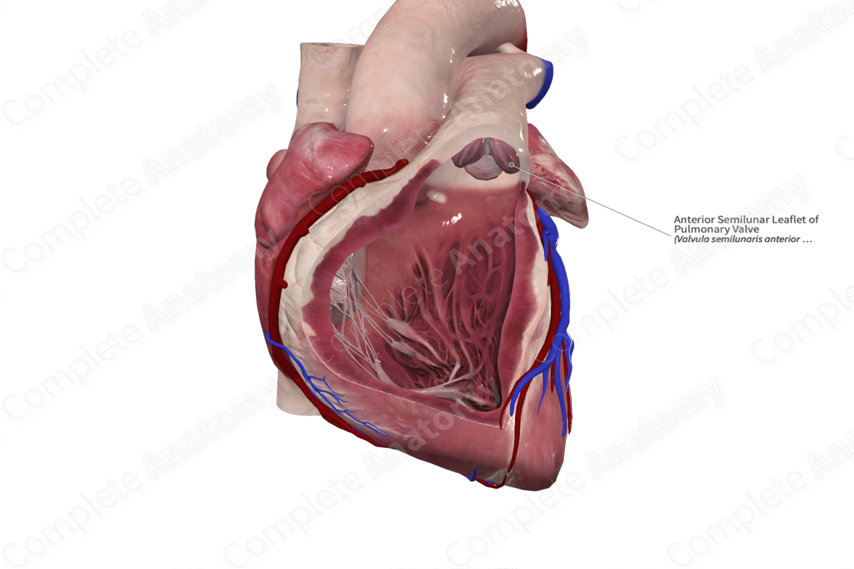 Anterior Semilunar Leaflet of Pulmonary Valve