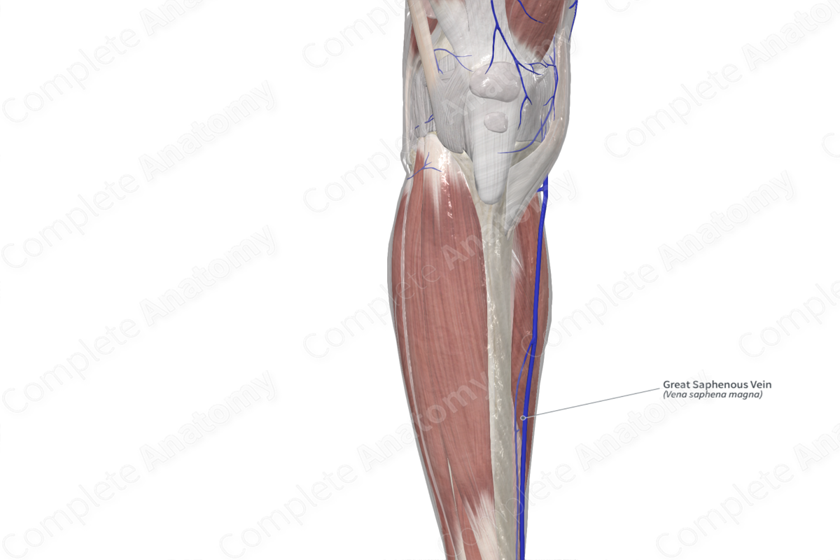 Great Saphenous Vein 