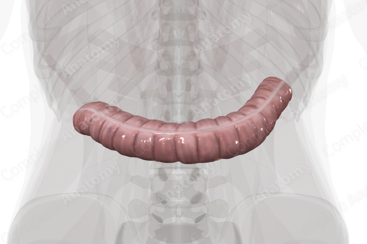 Transverse Colon