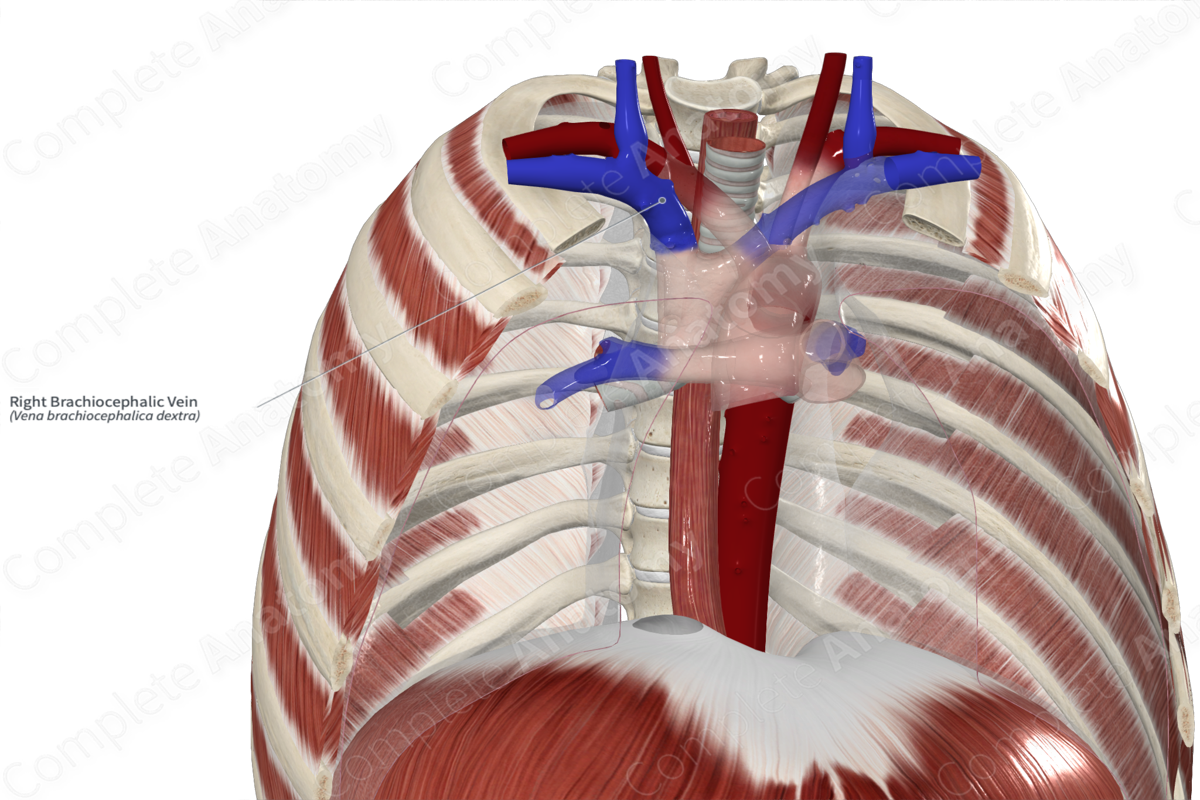 Right Brachiocephalic Vein