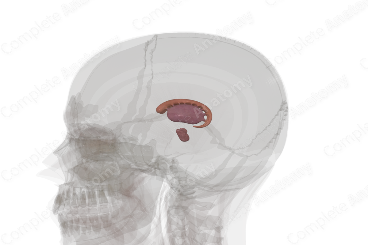 Corpus Striatum