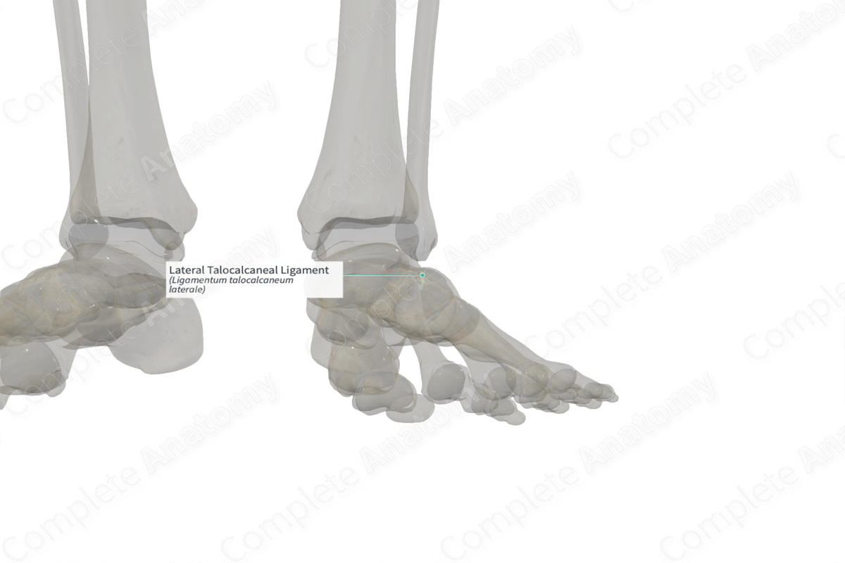 Lateral Talocalcaneal Ligament (Left)