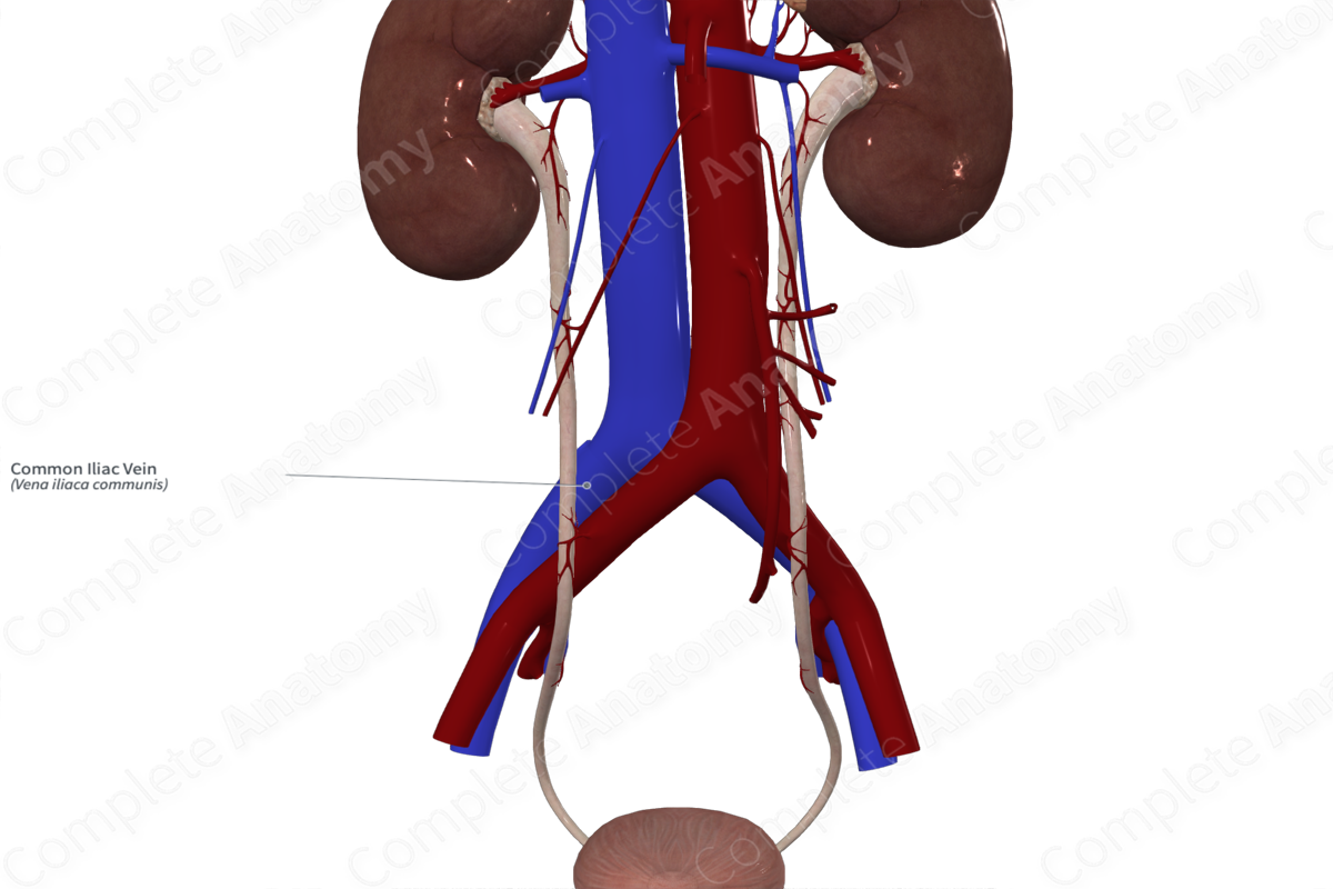 Common Iliac Vein 