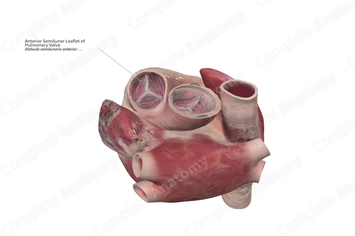 Anterior Semilunar Leaflet of Pulmonary Valve