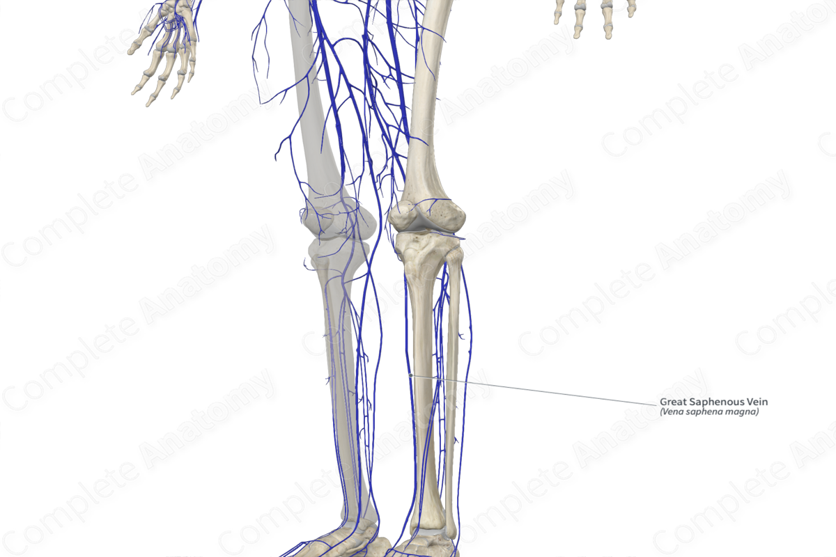 Great Saphenous Vein 