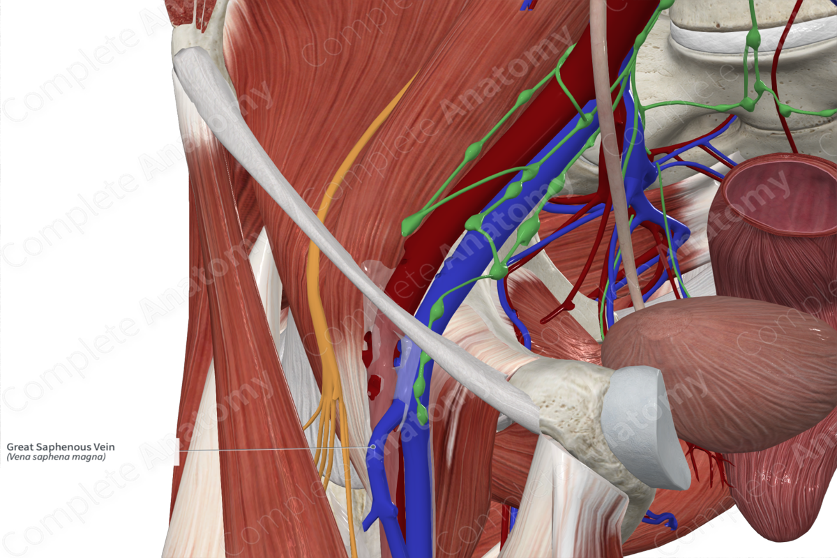 Great Saphenous Vein 