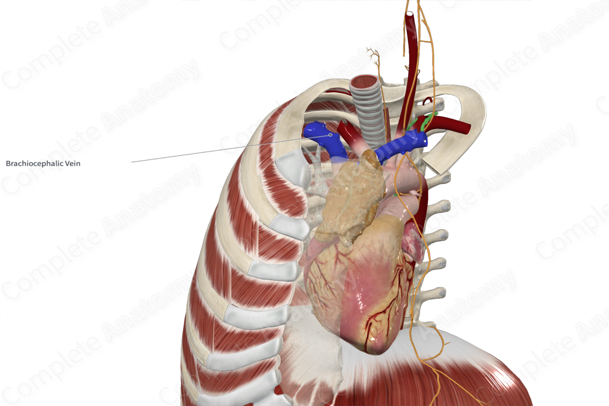 Right Brachiocephalic Vein