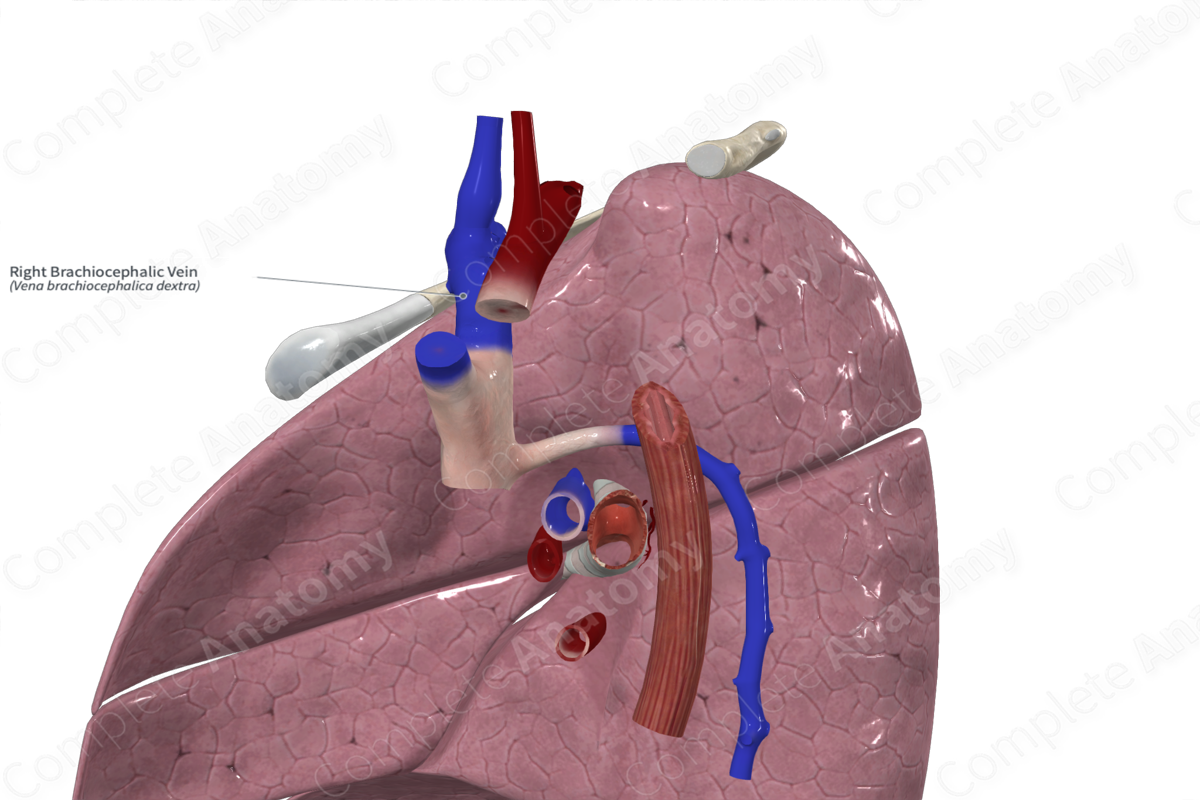 Right Brachiocephalic Vein