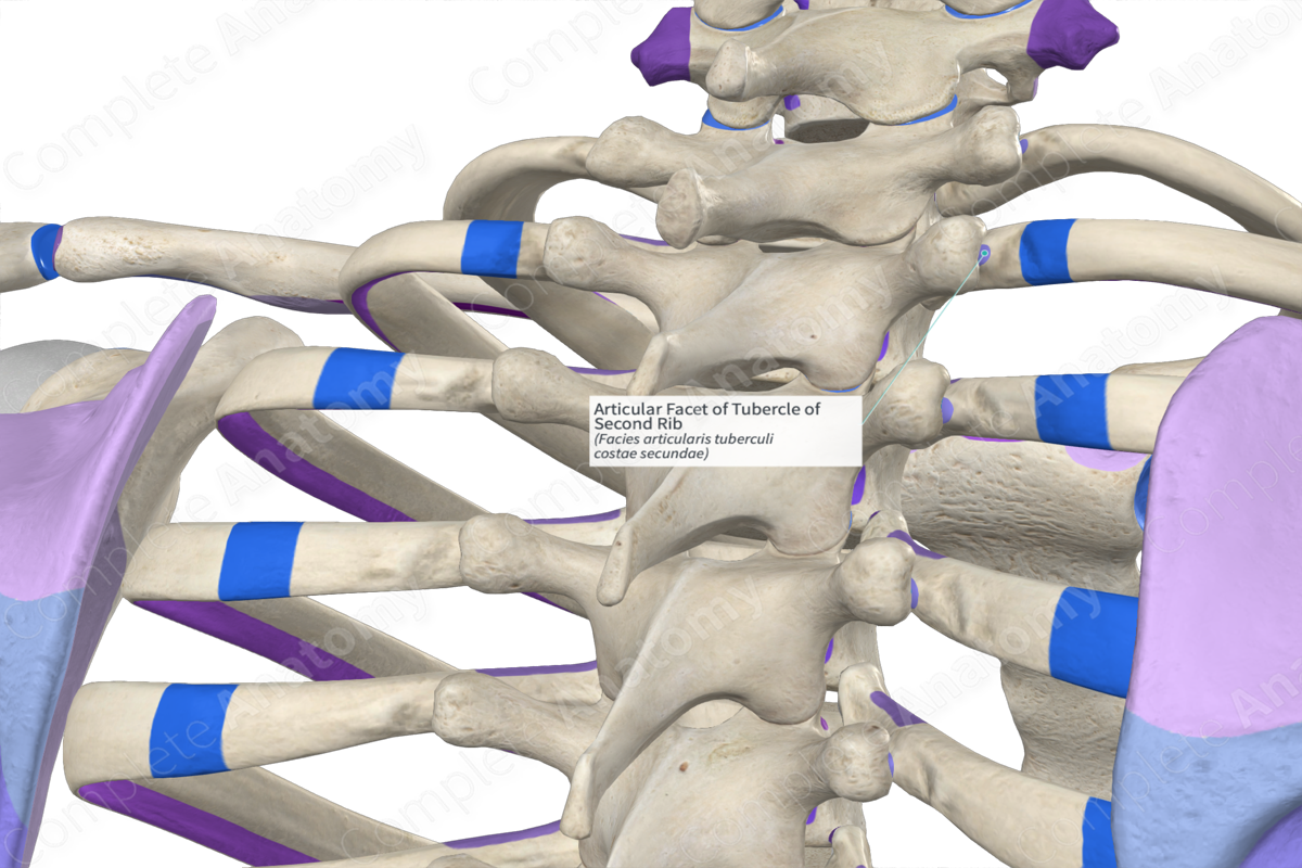 Articular Facet of Tubercle of Second Rib