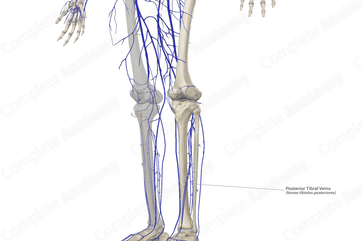 Posterior Tibial Veins 