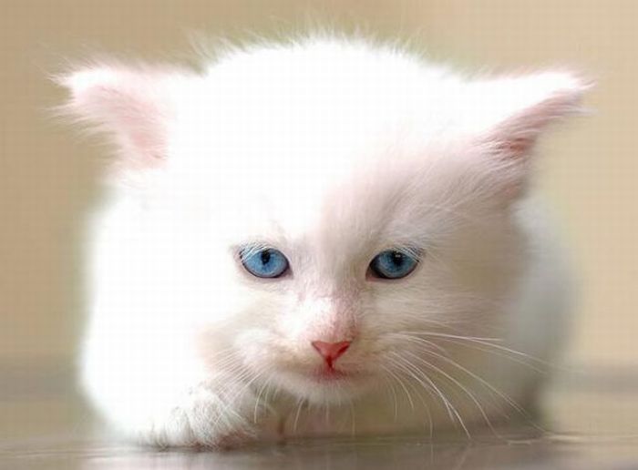 Cute White Kitten (8 pics)