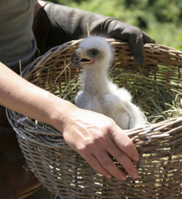 Cute Baby Eagles (25 pics)